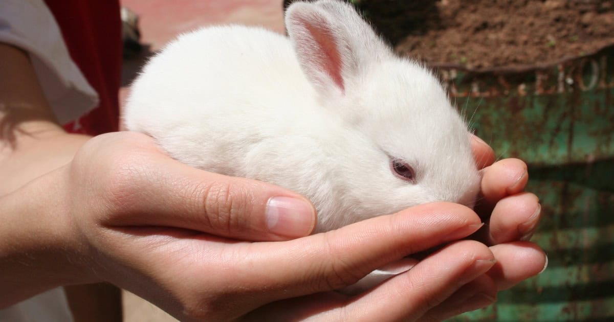 Owner holding small white rabbit