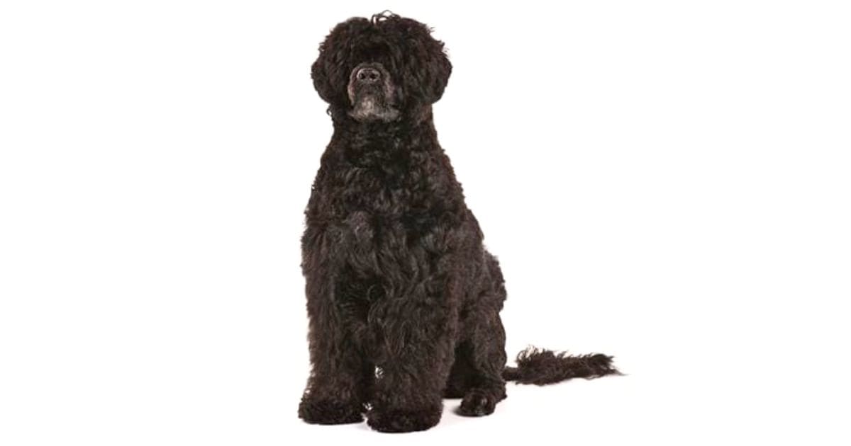 Portuguese Water Dog