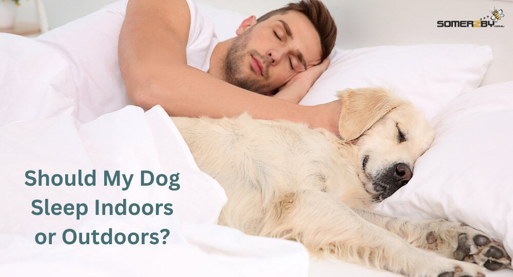 Should My Dog Sleep Indoors or Outdoors