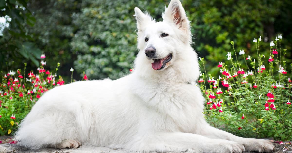 White Shepherd