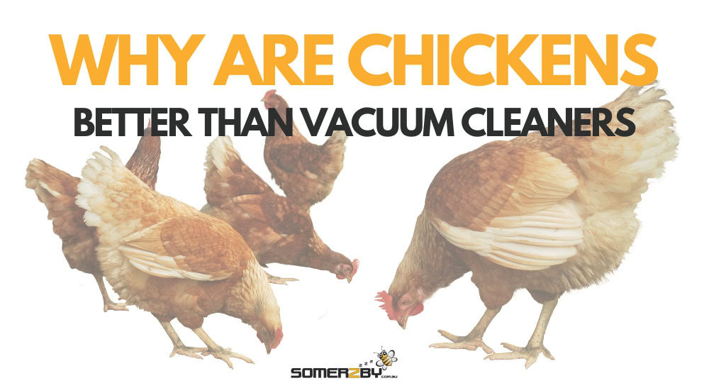 Why are chickens better than vacuum cleaners