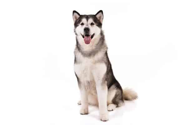 Alaskan malamute