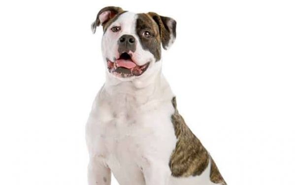 American Bulldog