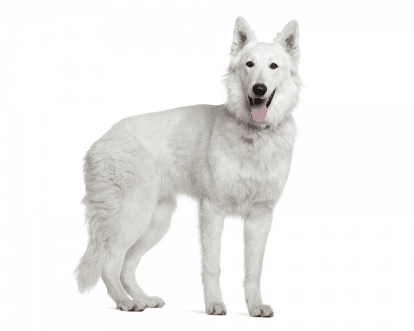 American white shepherd