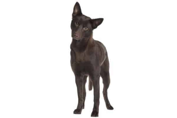 Australian Kelpie