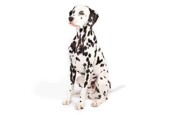 Dalmation