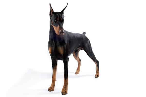 Doberman Pinscher