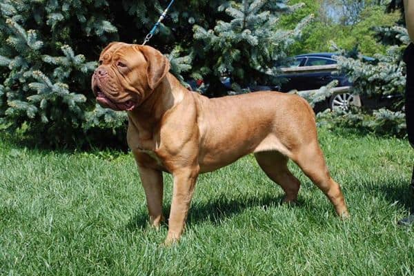 Dogue de bordeaux