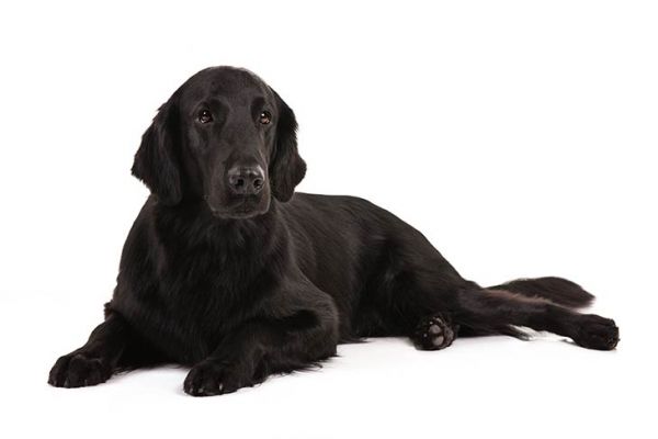 Flat coated retriever 