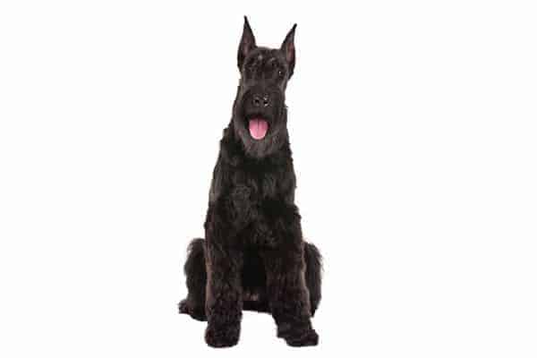 Giant Schnauzer