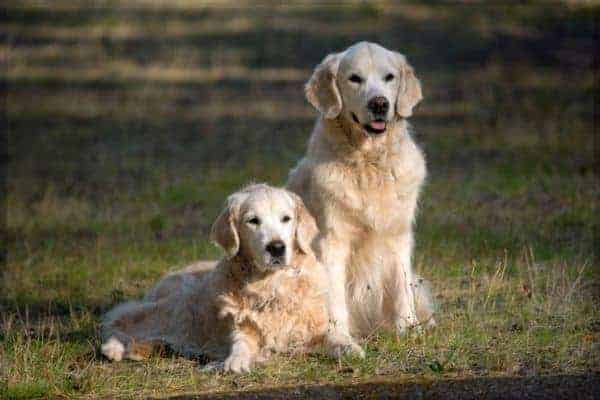 Golden Retriever