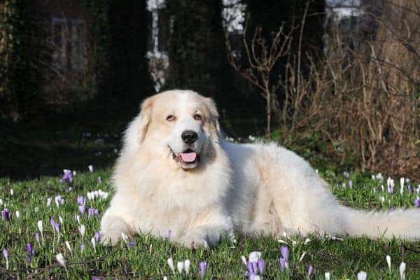 Great Pyrenees