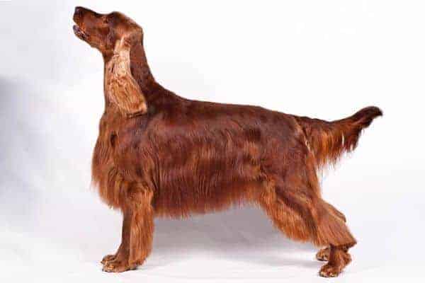 Irish setter