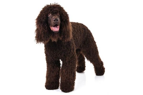 Irish Water Spaniel