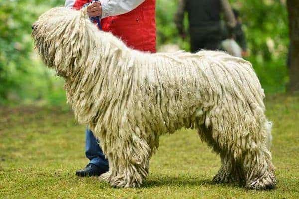 Komondor