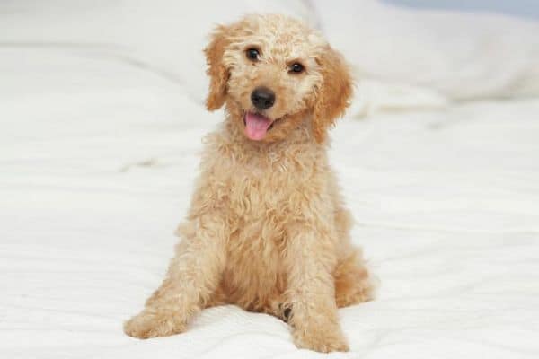 Labradoodle