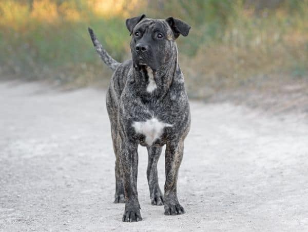 Presa canario