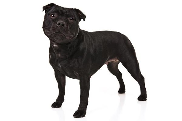 Staffordshire Bull Terrier