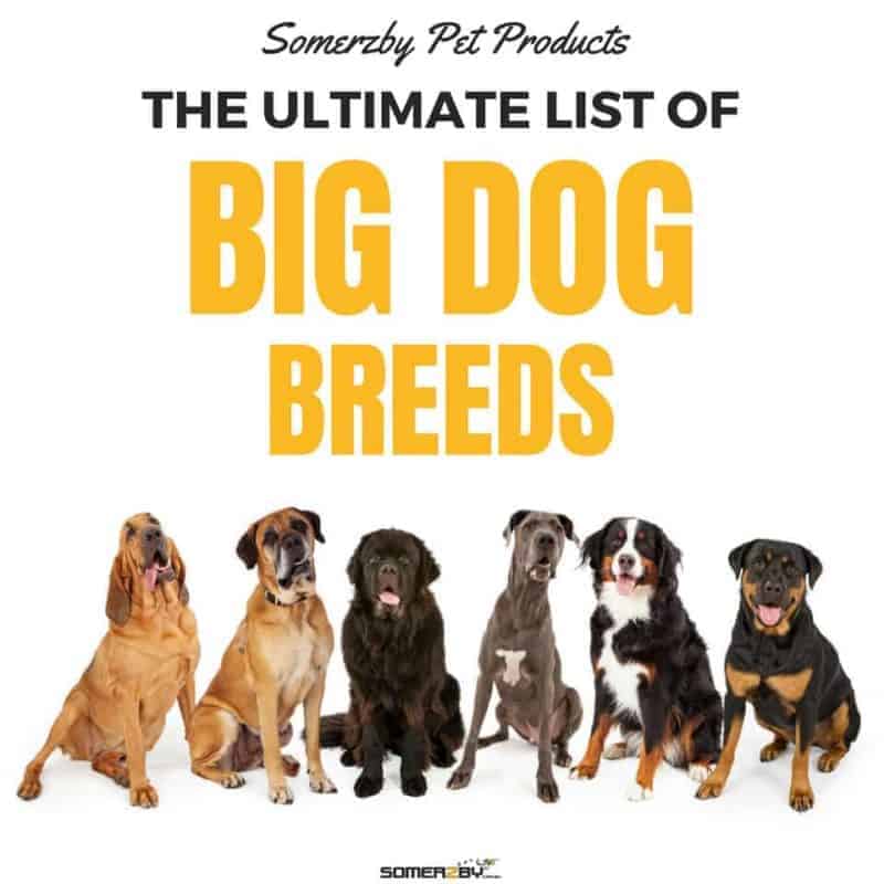 THE ULTIMATE LIST OF BIG DOG BREEDS