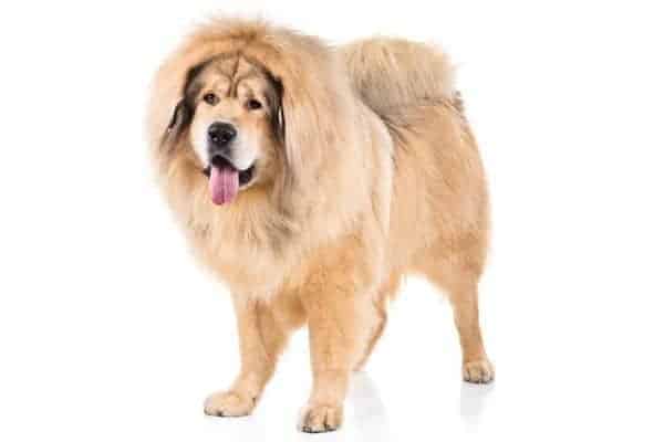 Tibetan Mastiff