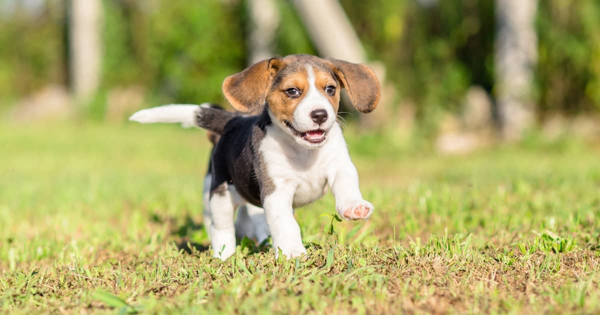 Beagle puppy walking