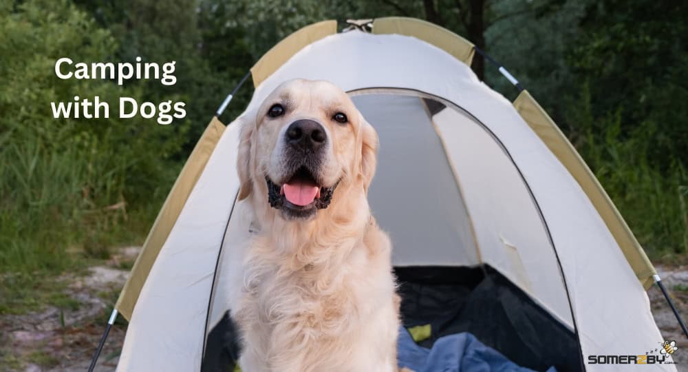 Camping with Dogs
