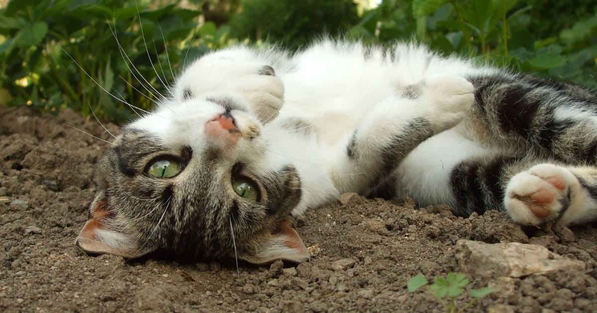 How to Prevent Your Cat from Going Missing