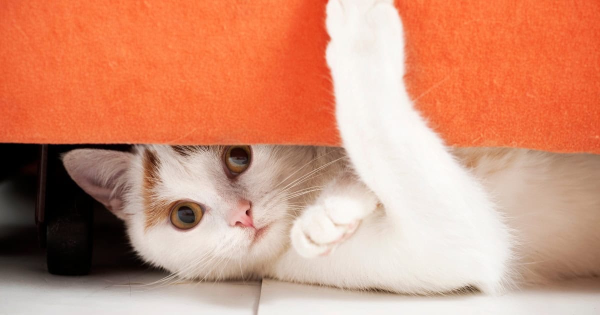 Where Cats Go When They Run Away