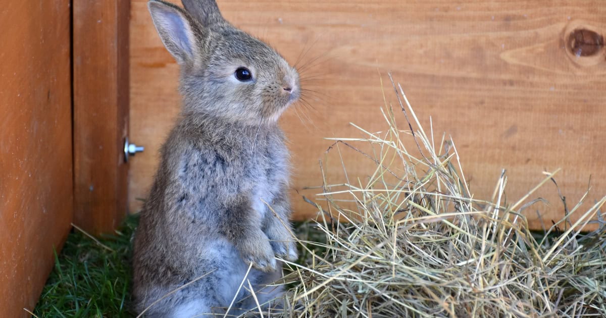 Pet rabbit in a hutch with hay