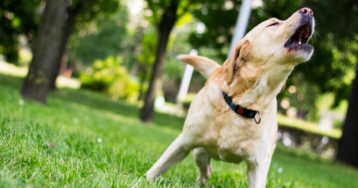 Stop Your Barking Dog Successfully