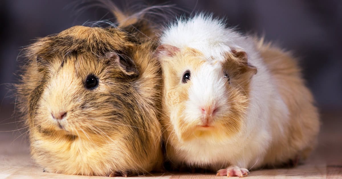 Two Guinea Pig Friends