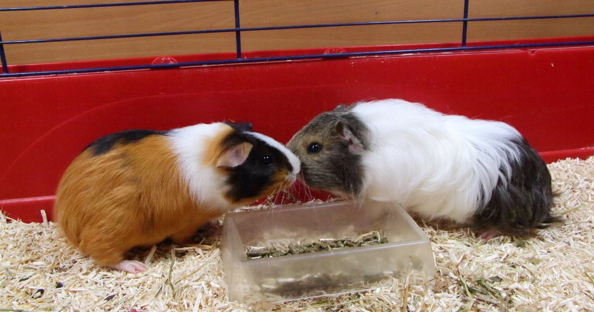 Two Guinea Pigs Fighting for Food