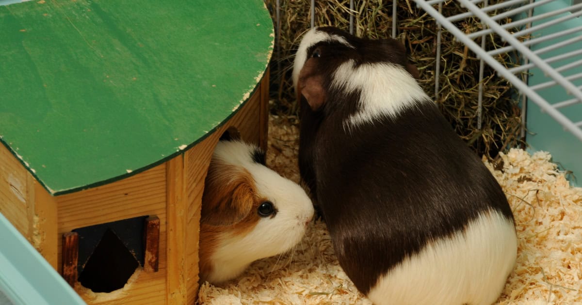 Two Guinea Pigs