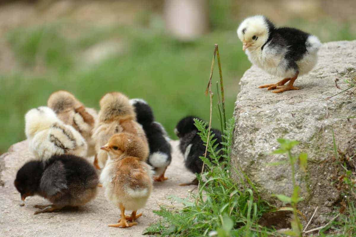 Somerzby Chicken Coops, Pens and Runs