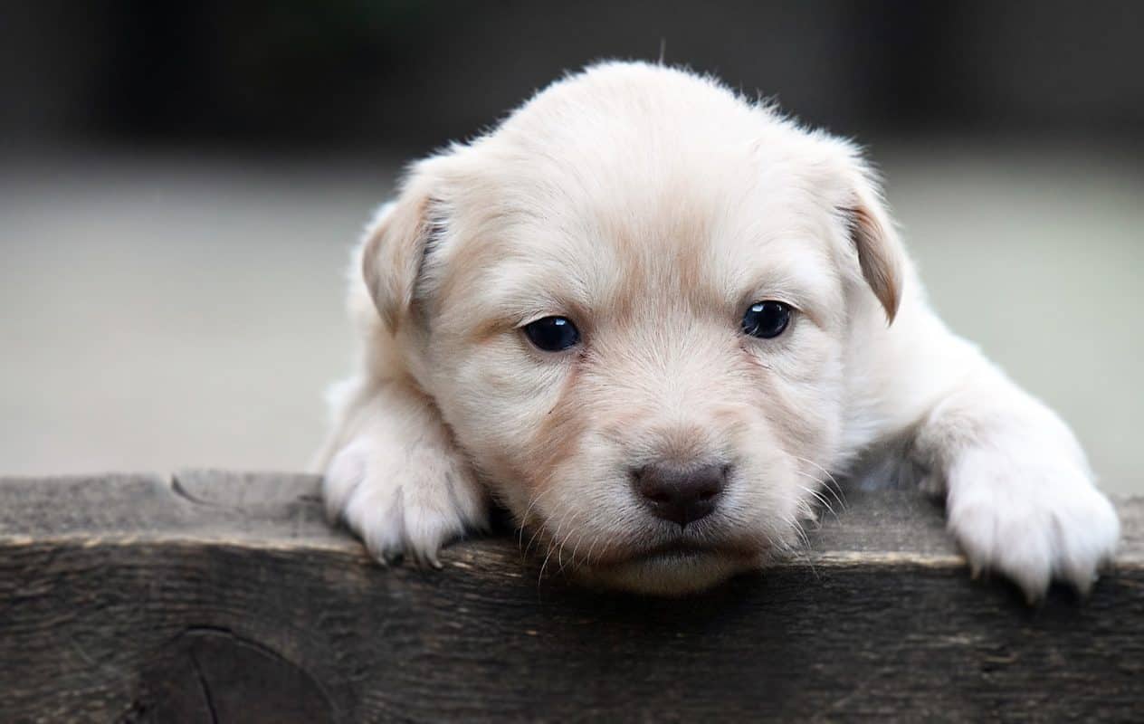 Somerzby Dog Kennels, Crates and Enclosures