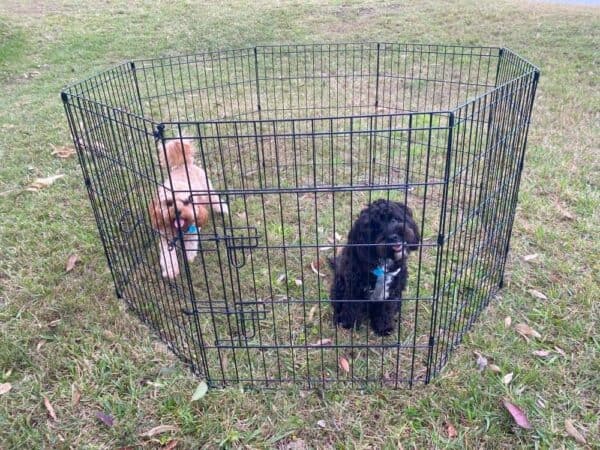 Arena Dog Playpen - Suitable for outdoors