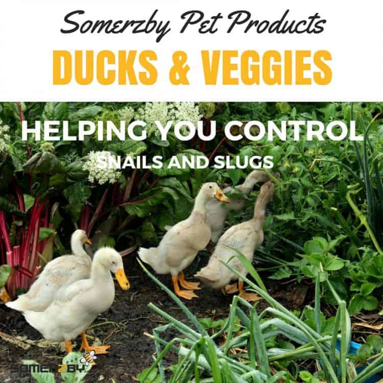 Ducks and veggies Ducks and veggies