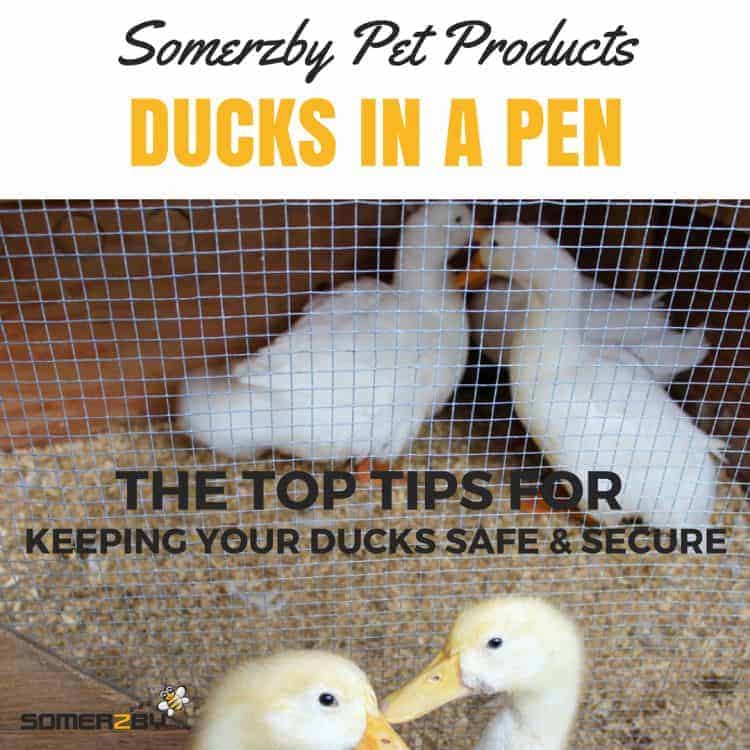 keeping ducks in a pen keeping ducks in a pen
