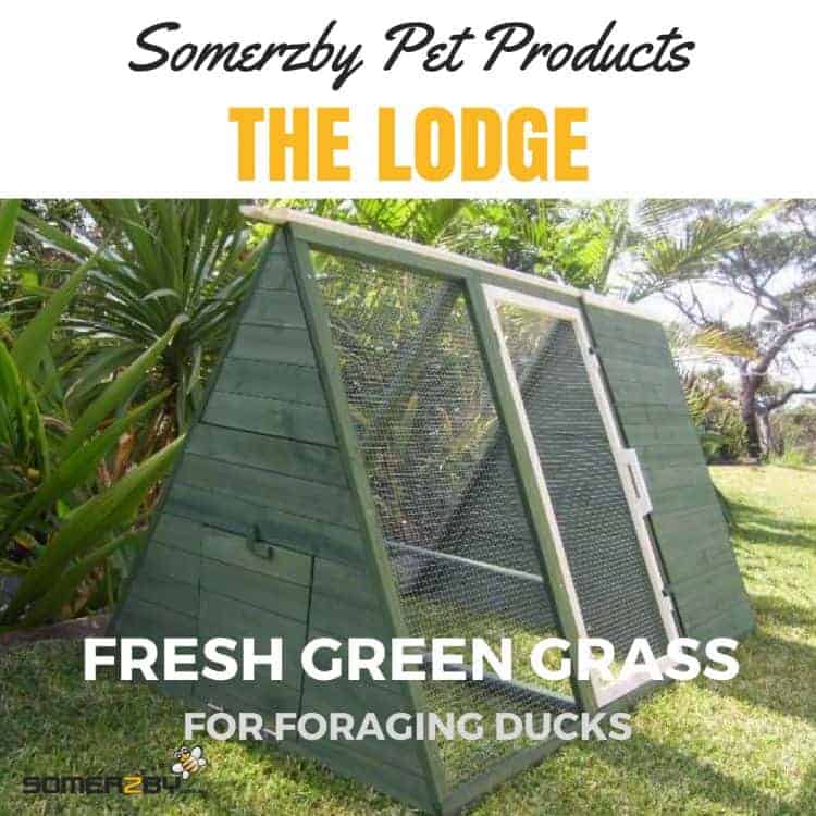 The lodge The lodge