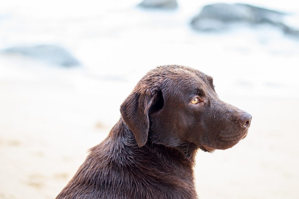 Keep dogs cool out of the heat