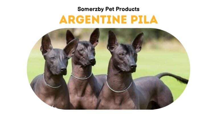 Argentine Pila Dog