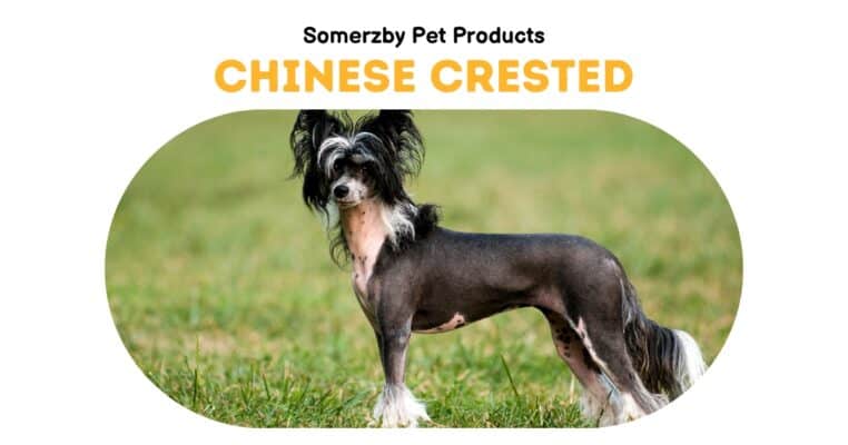 Chinese Crested Hairless Dog