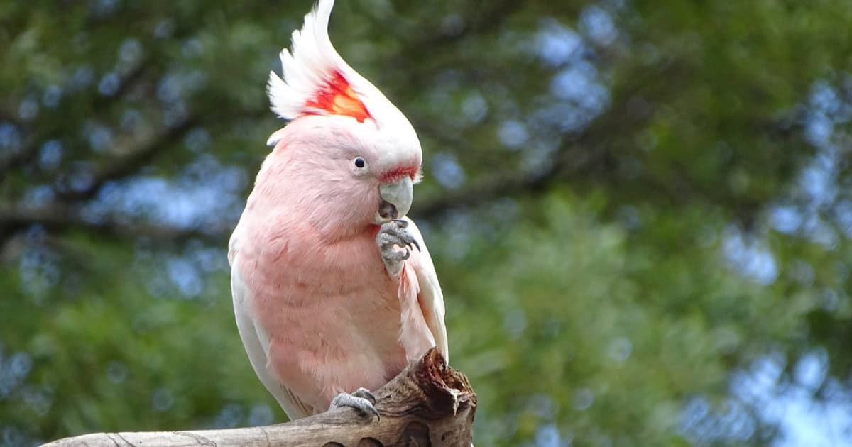 Cockatoo Galah Bird