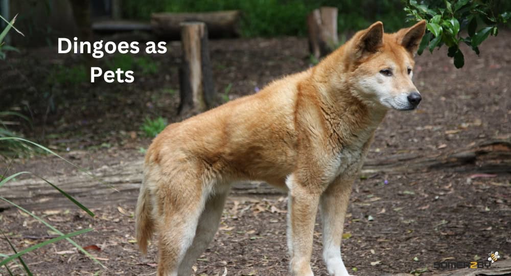Dingoes at Pets