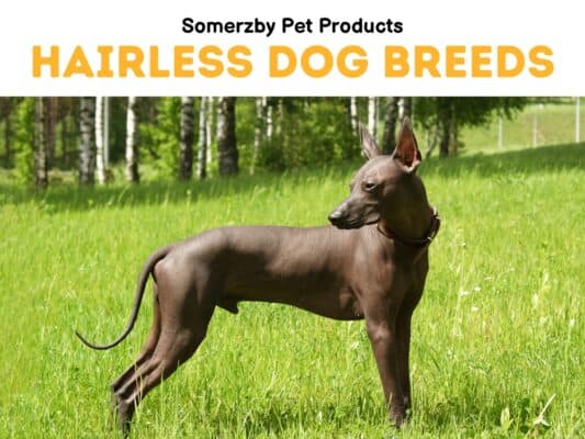 Hairless Dog Breeds