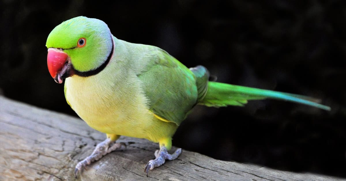indian ringneck parakeet