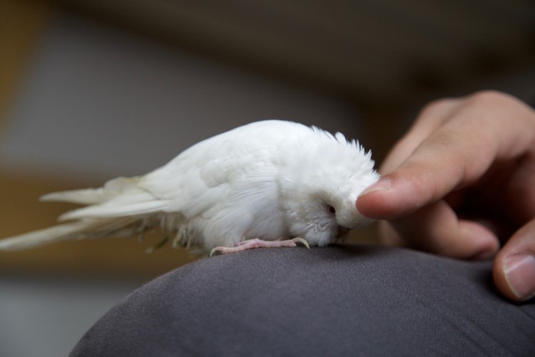 Bird Cages & Aviaries