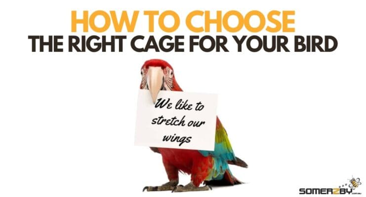 Bird Cages for Sale – Practical Tips for Buying the Right One
