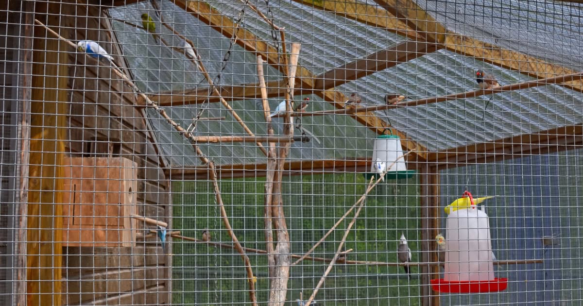 Birds like a lot of room