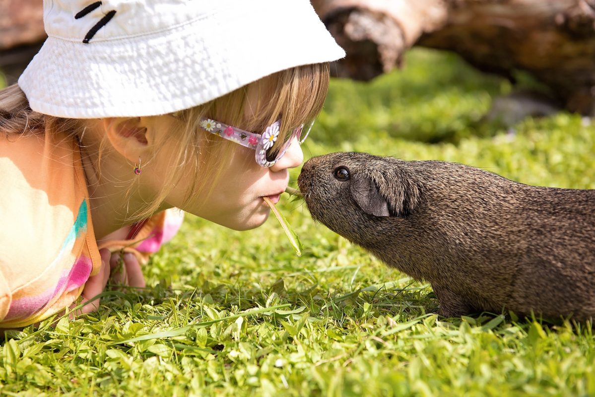 Guinea Pigs